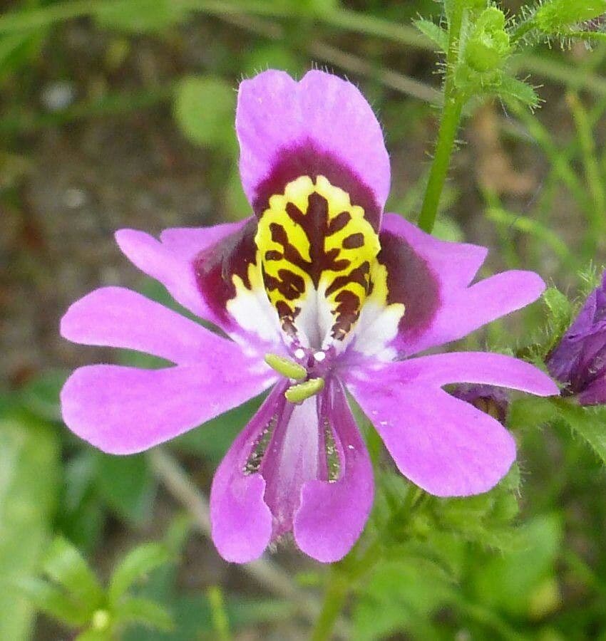 Schizanthus pinnatus 3