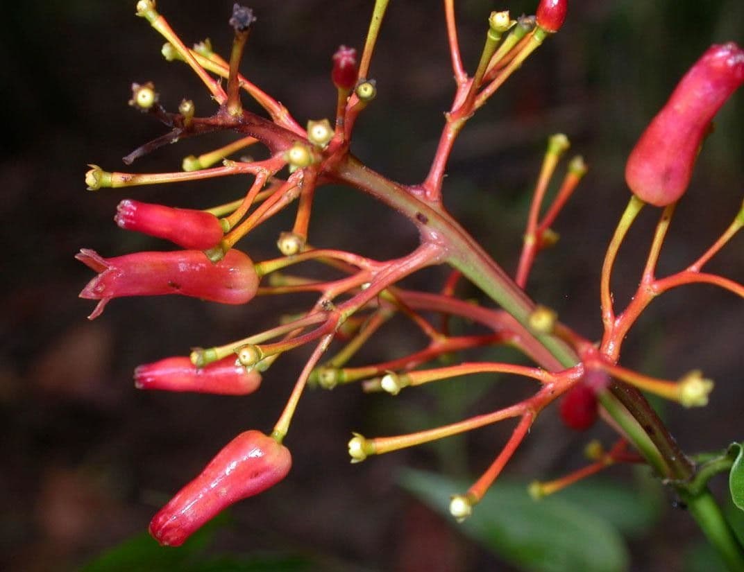 Palicourea crocea 20