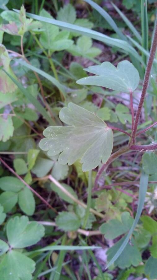 Aquilegia comune 18