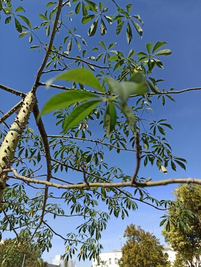 Albero del cotone 26