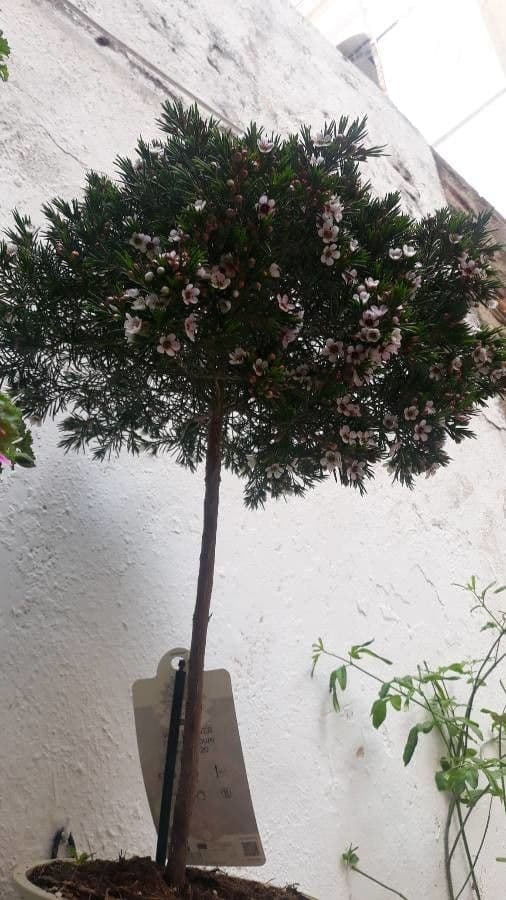 Chamelaucium uncinatum 18
