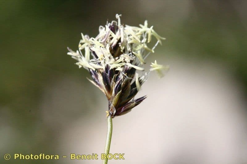 Sesleria 5