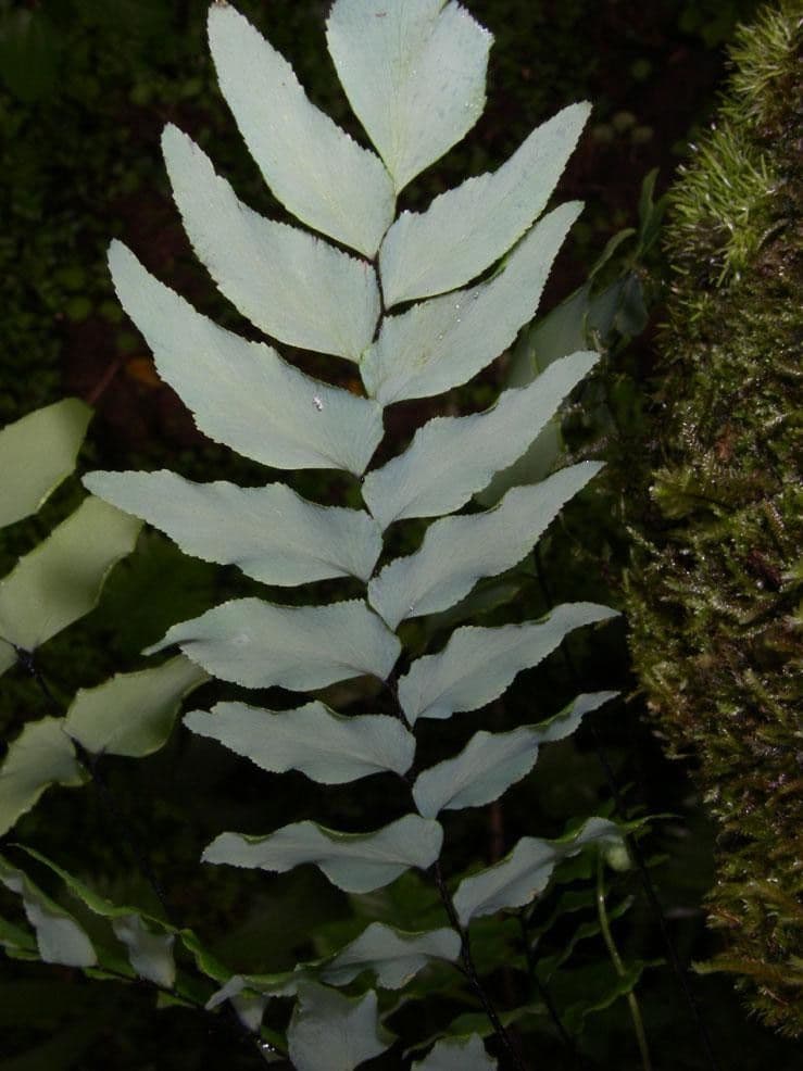 Adiantum 2