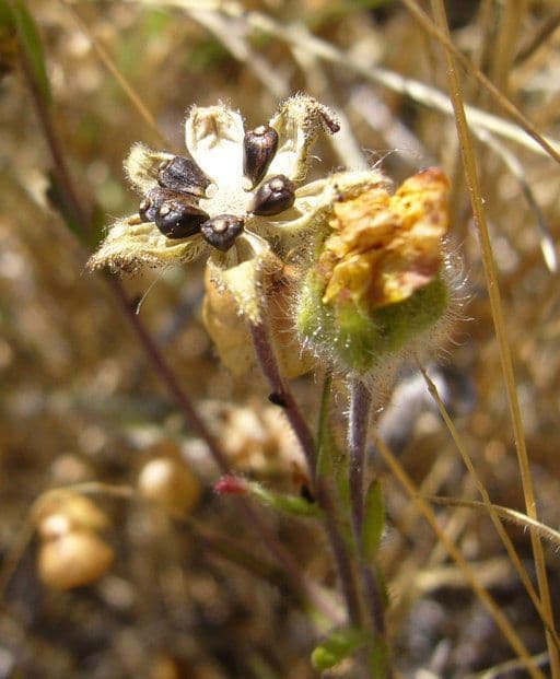Hemizonia zoskupená