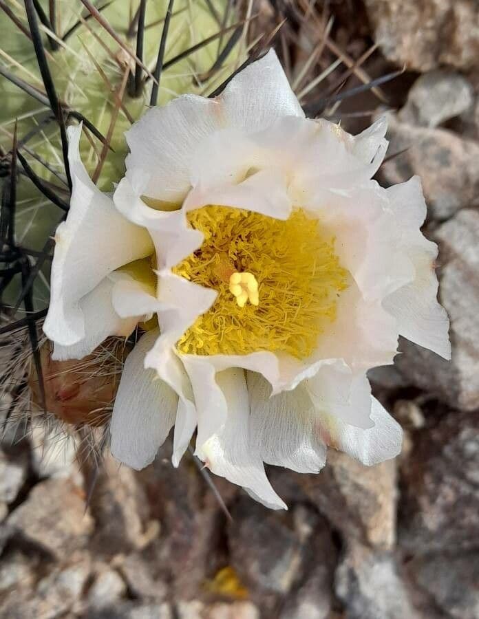 Tephrocactus