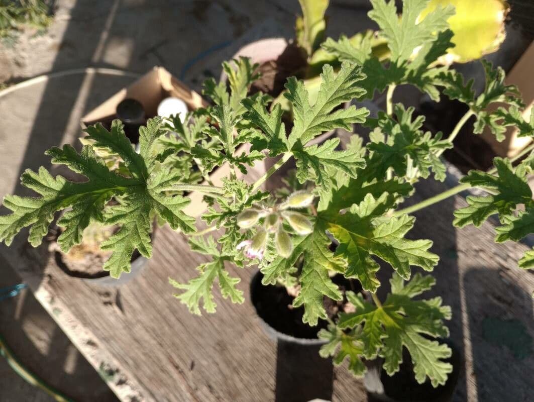 Citronella 5