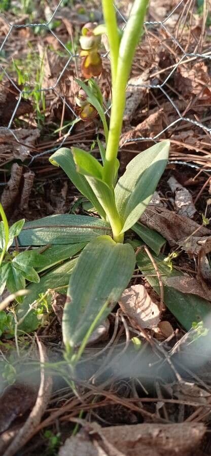 Ophrys speculum 18