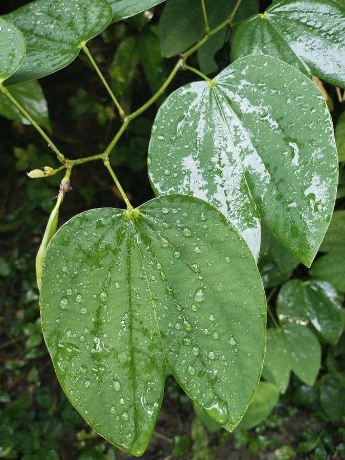 Bauhinia purpurea 18