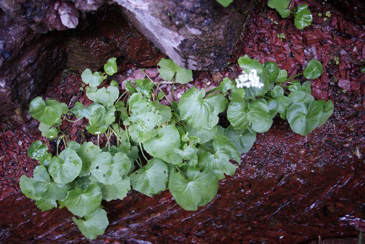 Gadia asarifolia 12