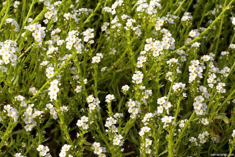Stalked popcornflower 5