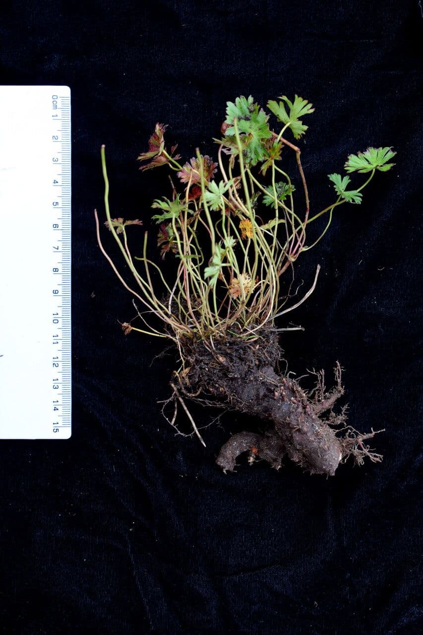 Nakao-Storchschnabel 2