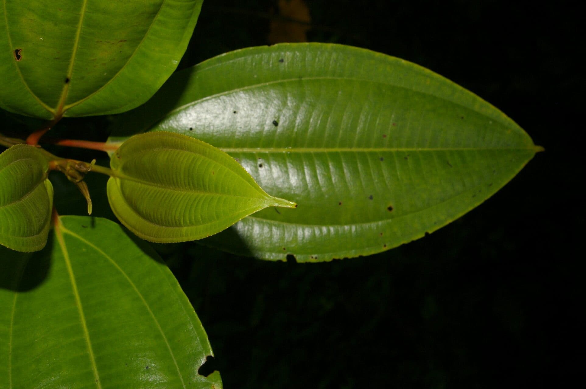 Miconia 3