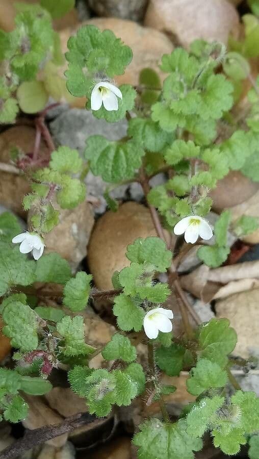 Veronica cymbalaria 10