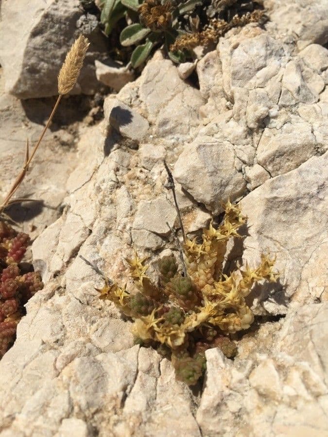 Sedum litorale 13