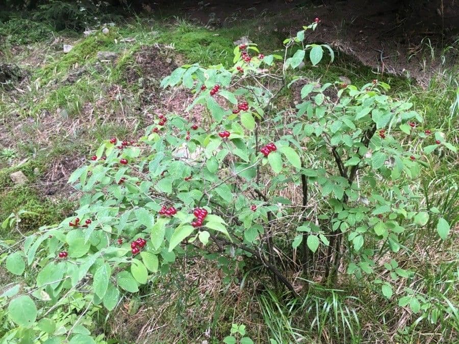 Rote Heckenkirsche 12