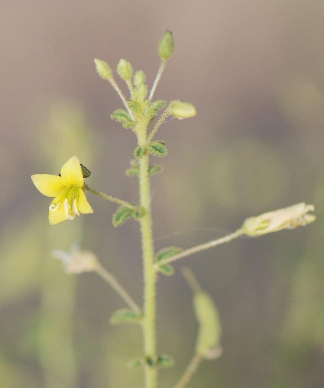 Cleome a frutto corto 3