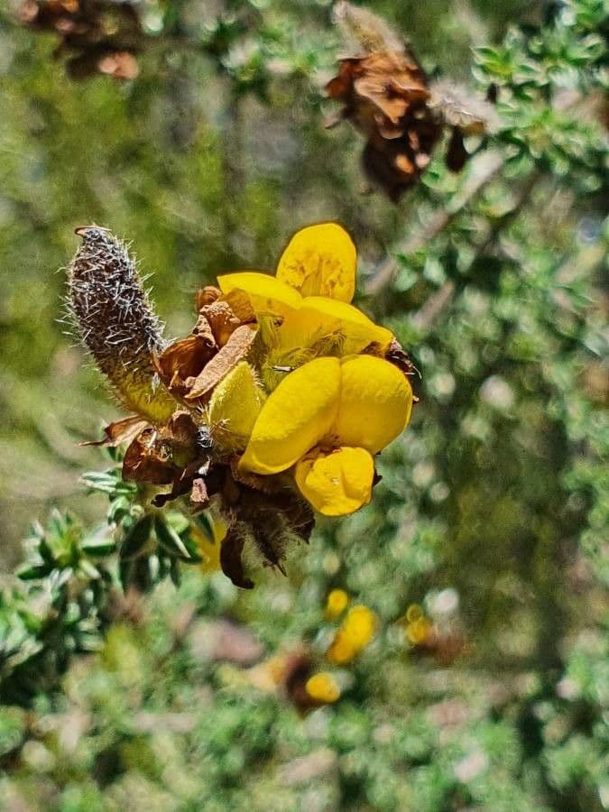Argyrolobium 2