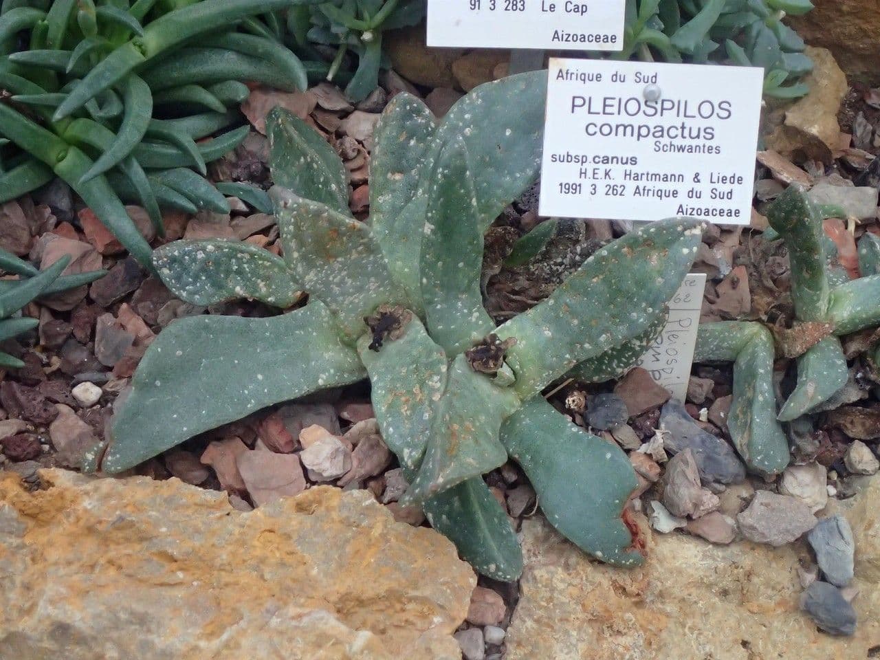 Roccia divisa