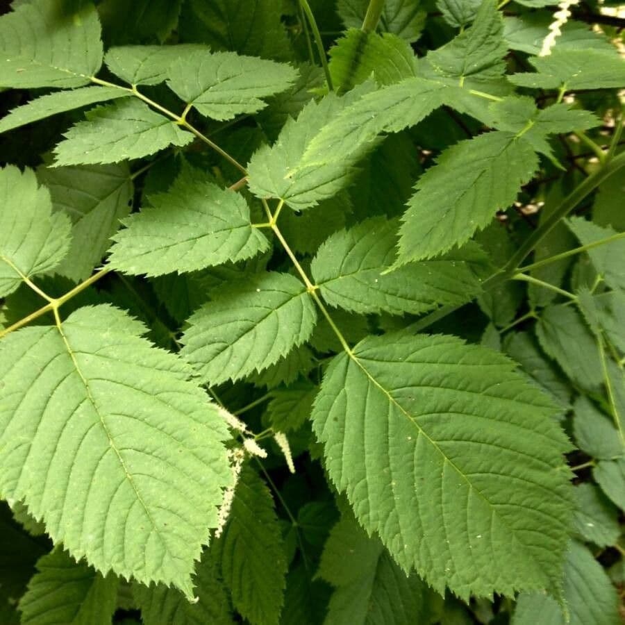Wald-Geißbart 20