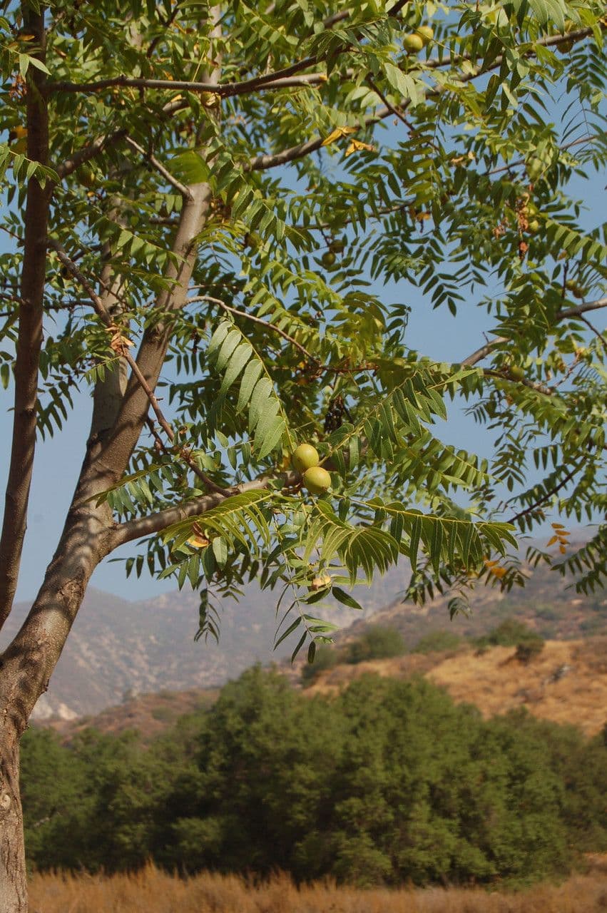 Noce della California 12