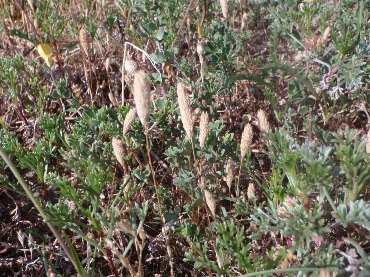 Codolina delle spiagge 11