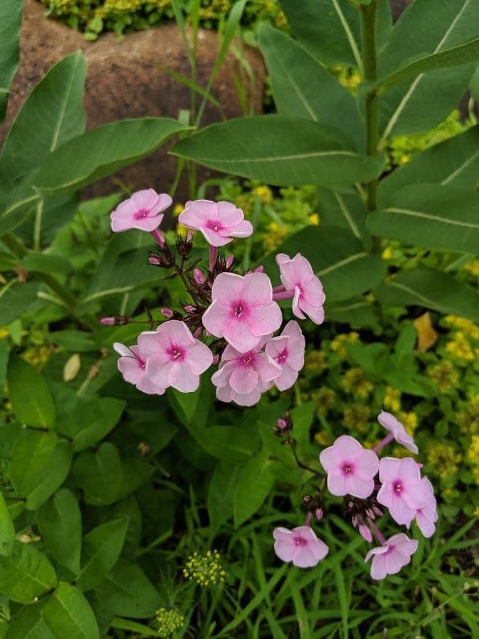 Gefleckte Phlox