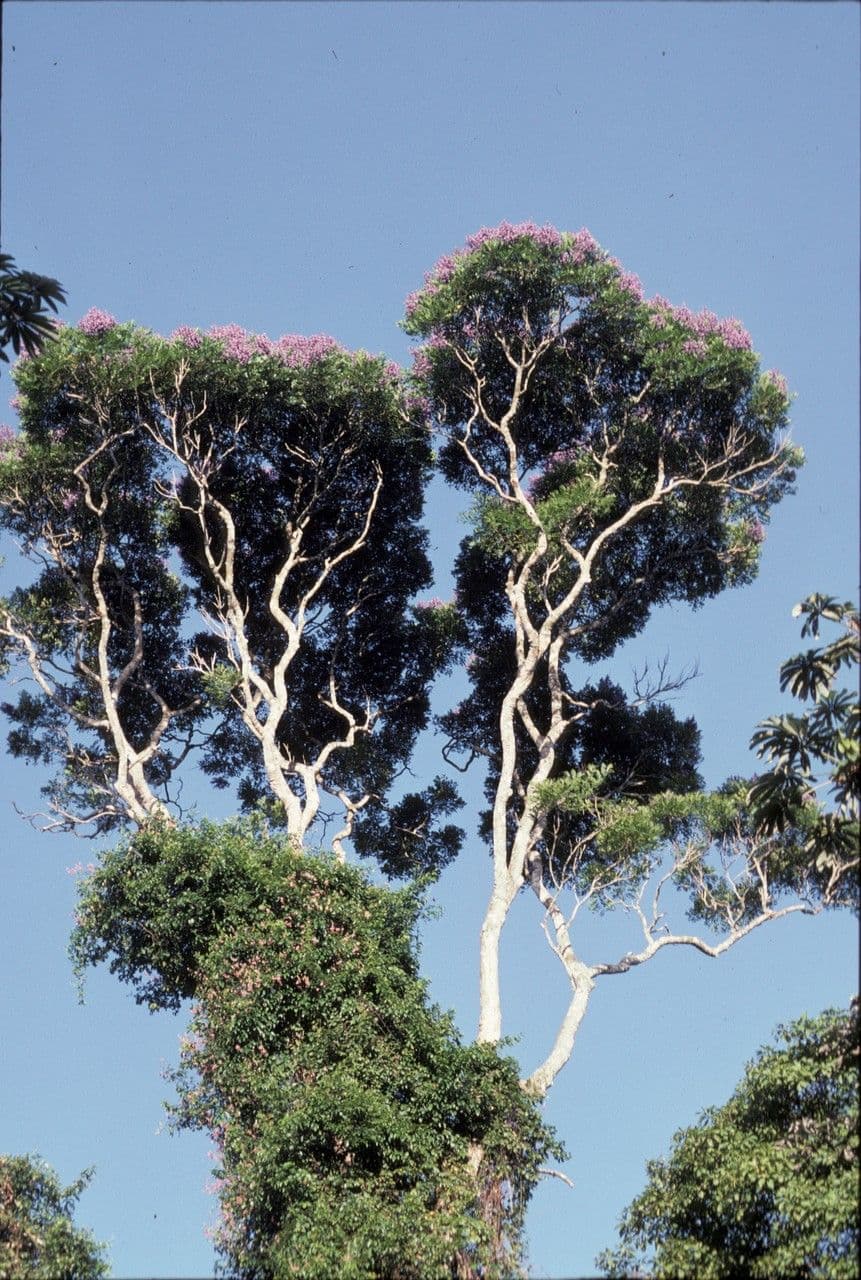 Jacaranda 6