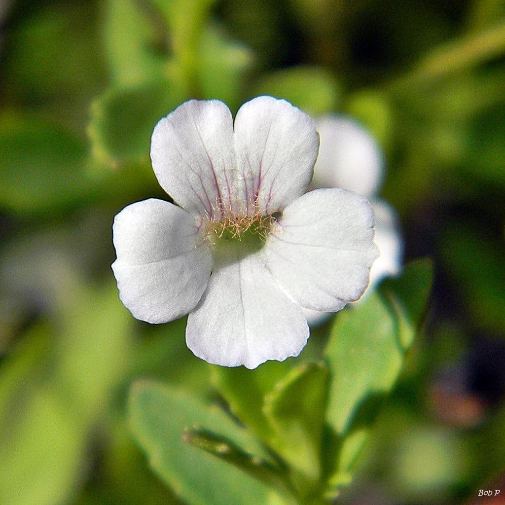 Mecardonia acuminata subsp. microphylla