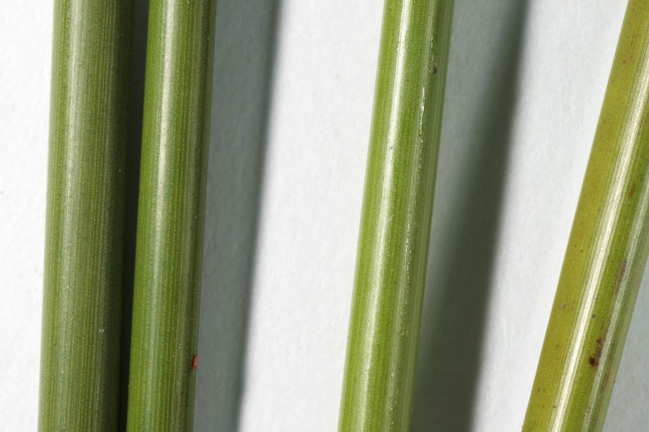 Junco marítimo 22