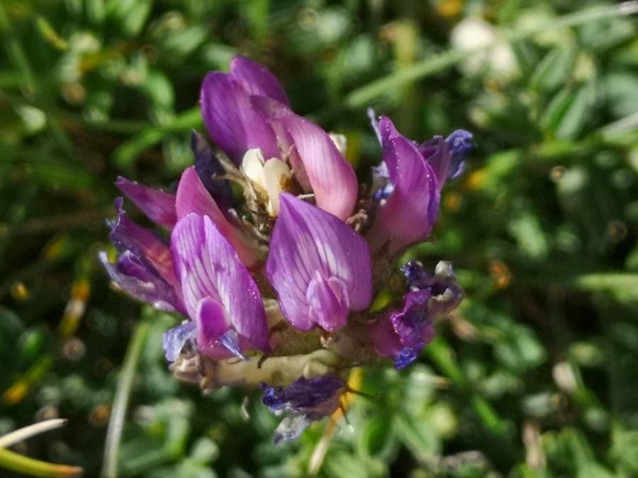 Astragalus 5