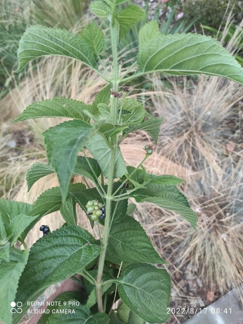 Lantana 17