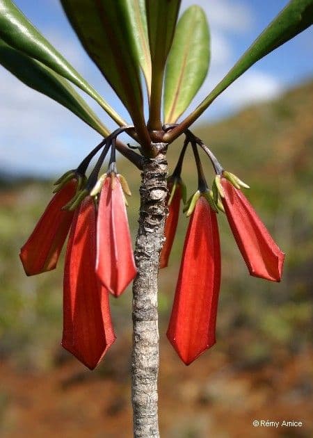 Thiollierea