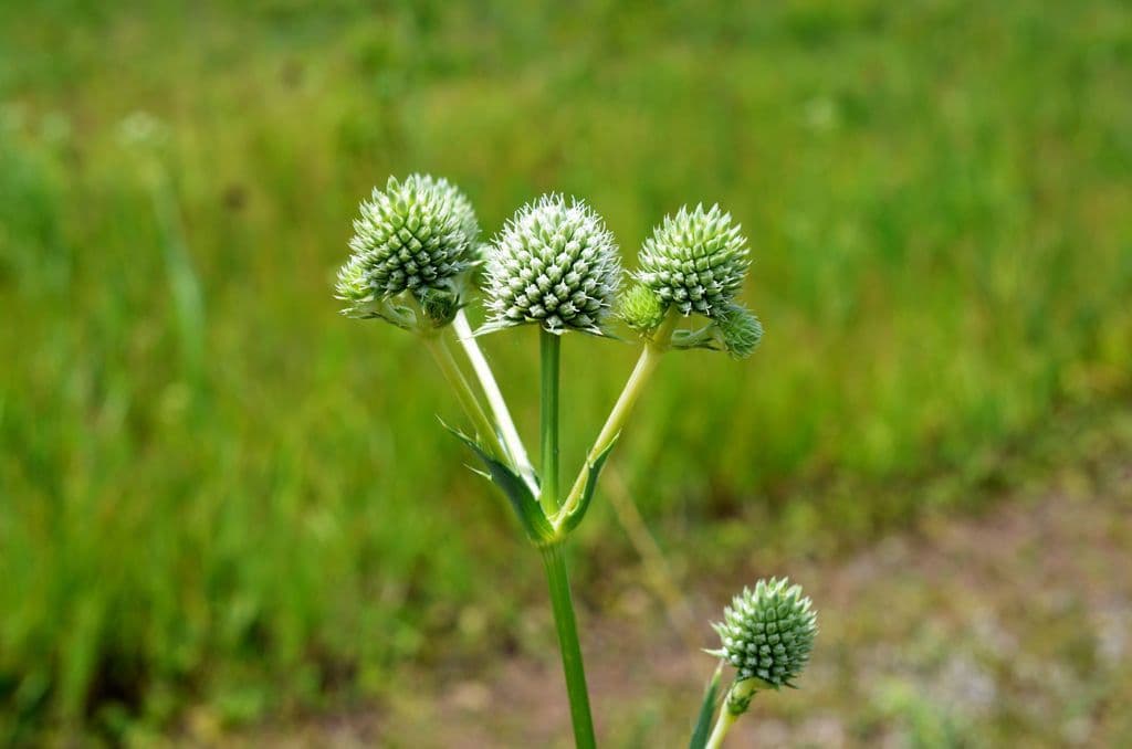Yucca-Mannstreu 2