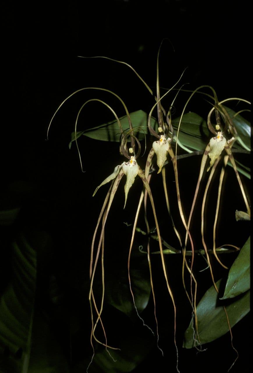 Brassia
