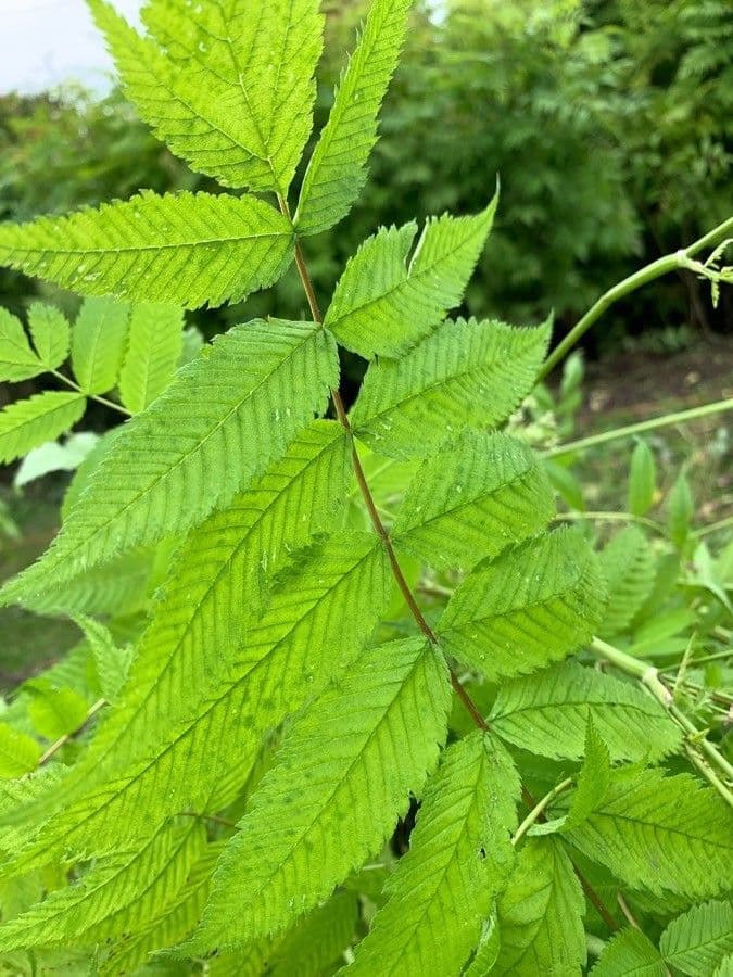 Sorbaria 17