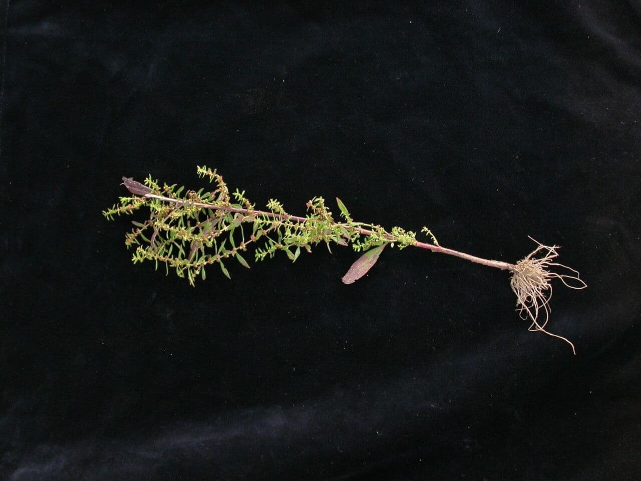 Ammannia baccheriforme 6