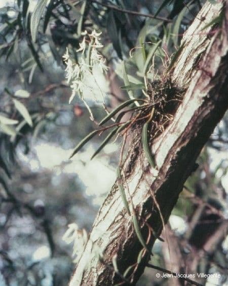 Dendrobium 6