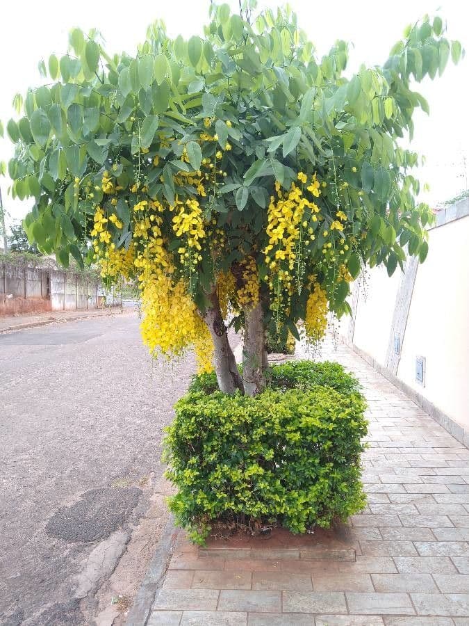 Cassia 14