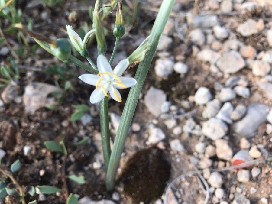 Lapiedra martinezii 4