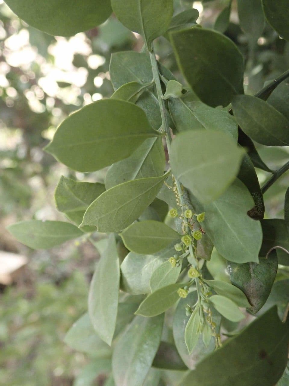 Osyris 26