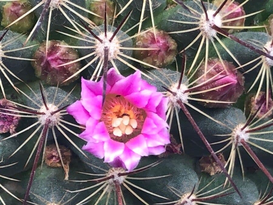 Mammillaria