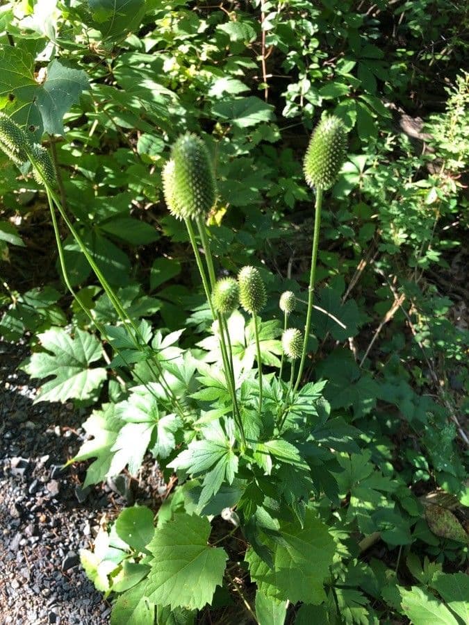 Anemone della Virginia 20