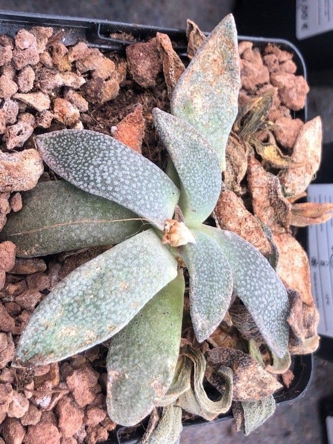 Aloinopsis