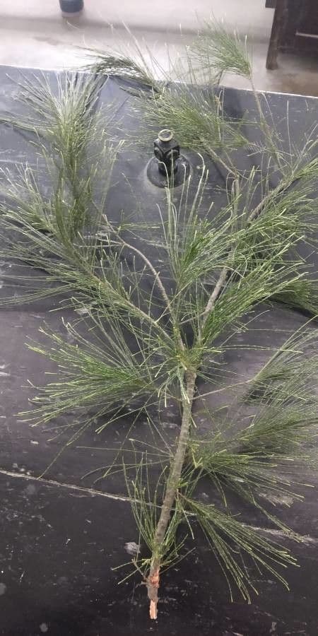 Casuarina di Cunningham 9