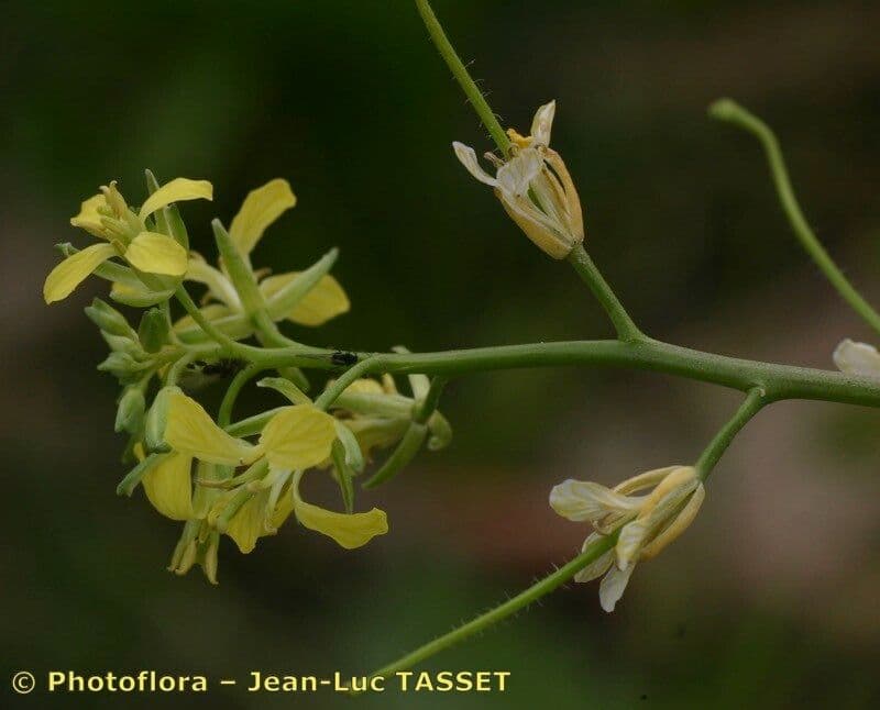 Erba cornacchia altissima 28