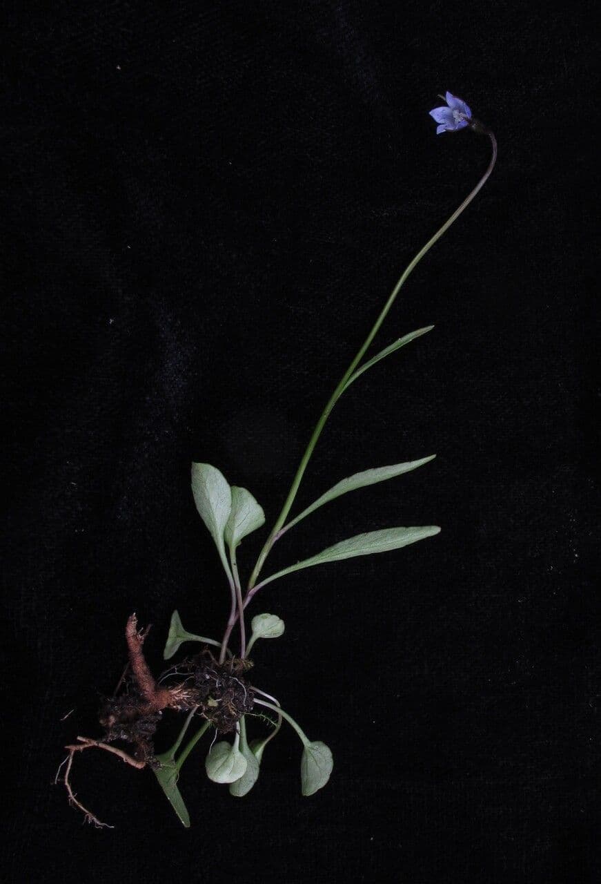 Campanula 2