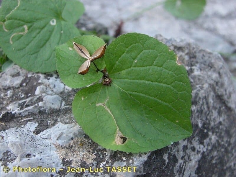 Viola mirabile 23