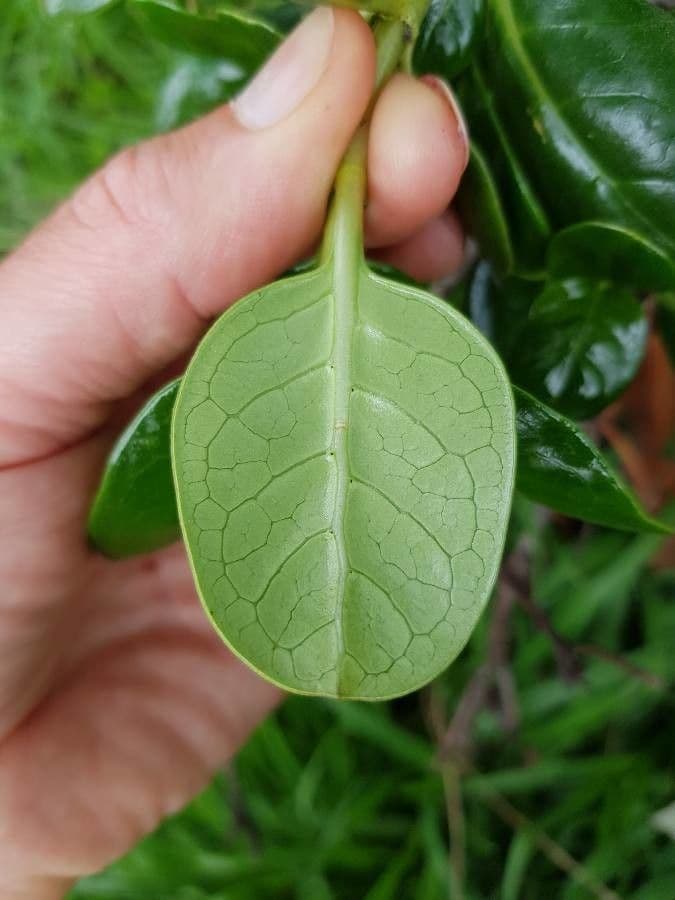 Coprosma plazivá 13