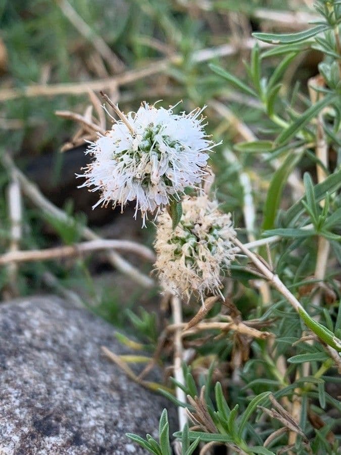 Menta cervina