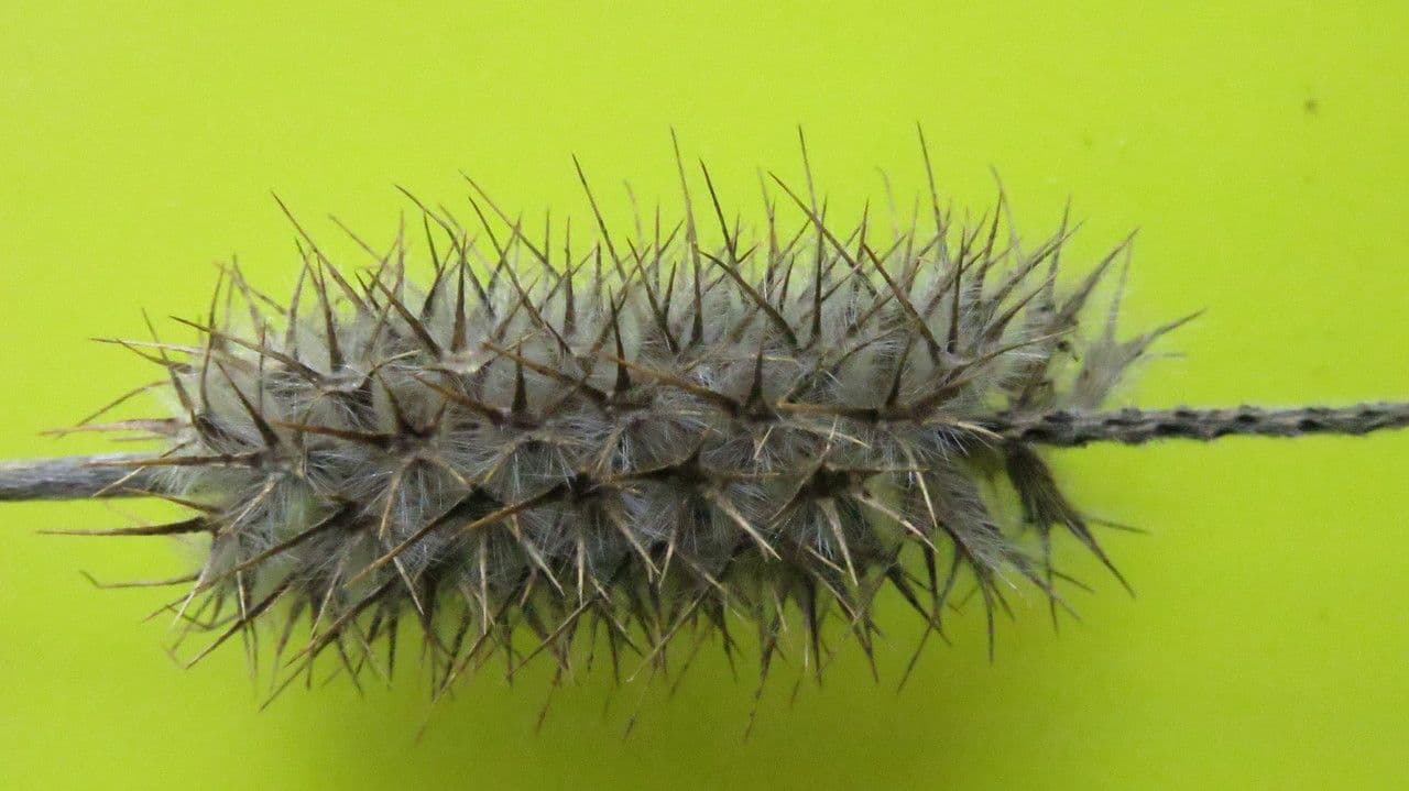Schmalblättriger Klee 5